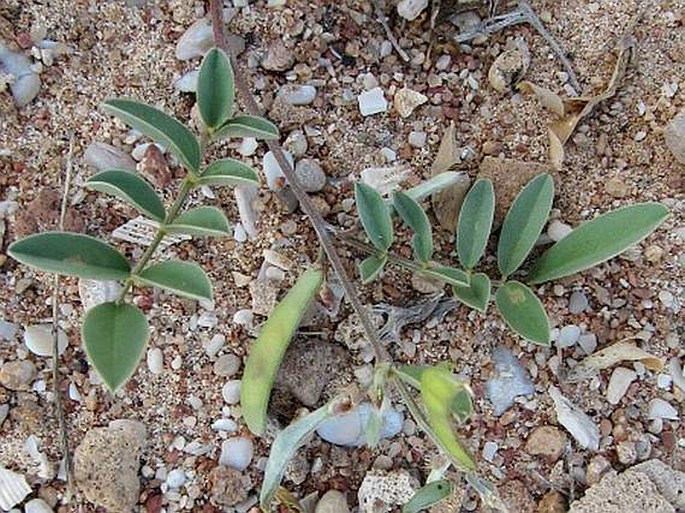 Indigofera spiniflora