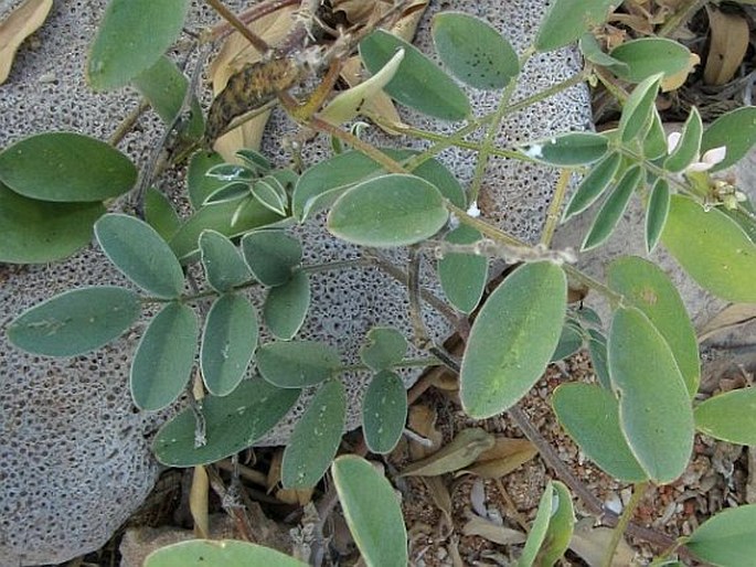 Indigofera spiniflora