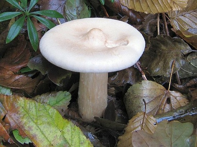 Infundibulicybe geotropa