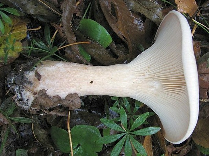 Infundibulicybe geotropa