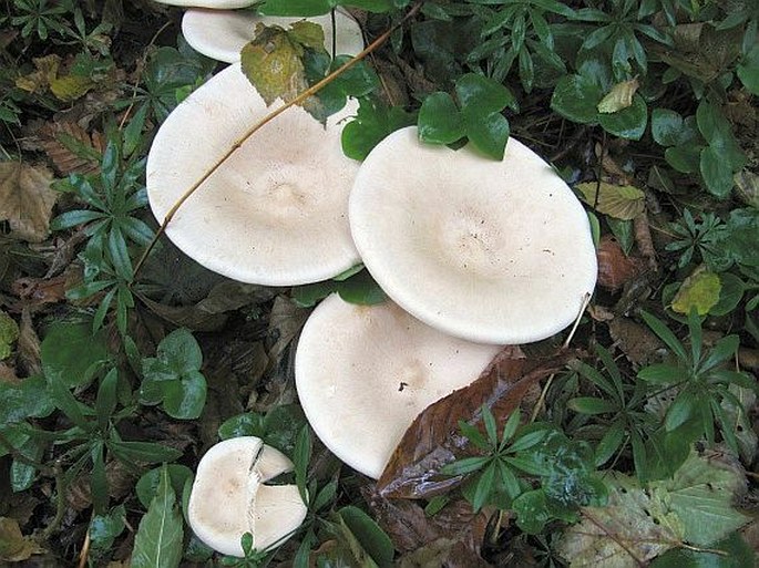 Infundibulicybe geotropa