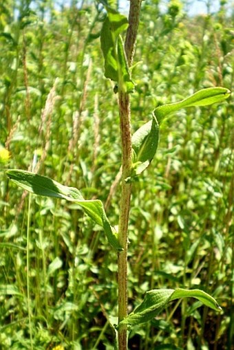 Inula britannica