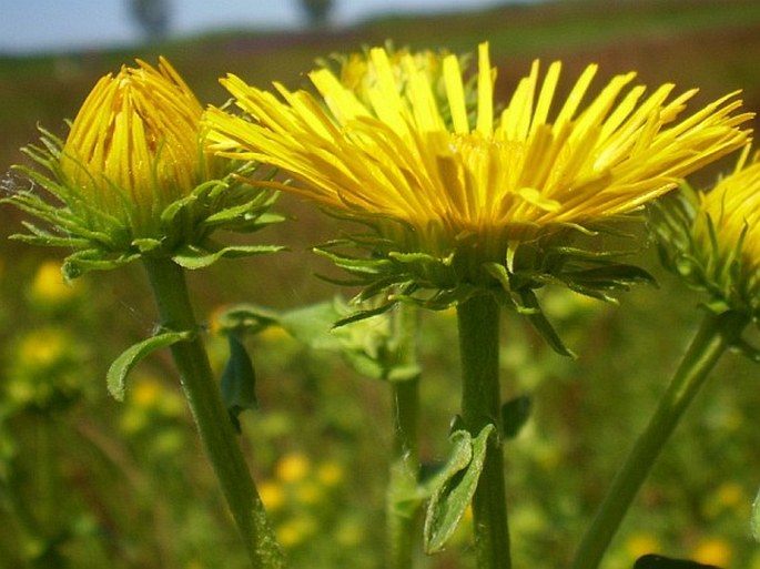 Inula britannica