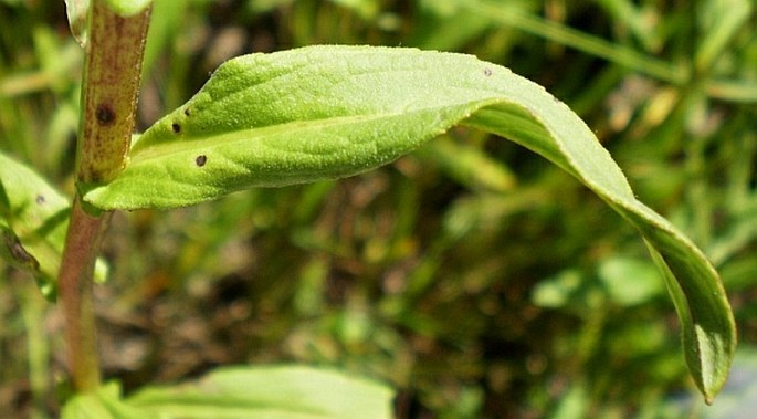 Inula britannica