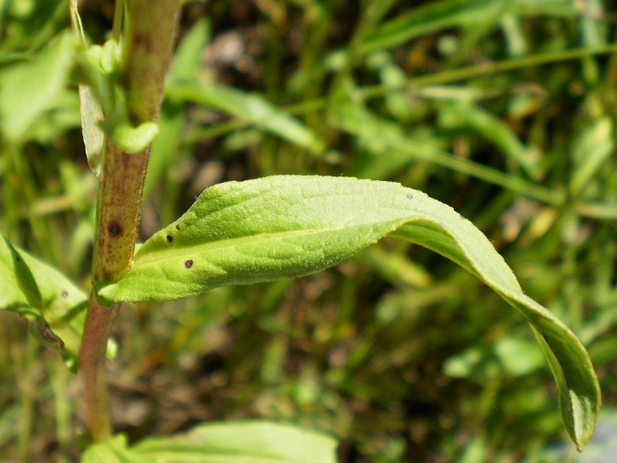 Inula britannica