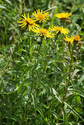 Inula salicina subsp. salicina