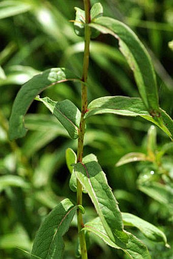 Inula salicina subsp. salicina