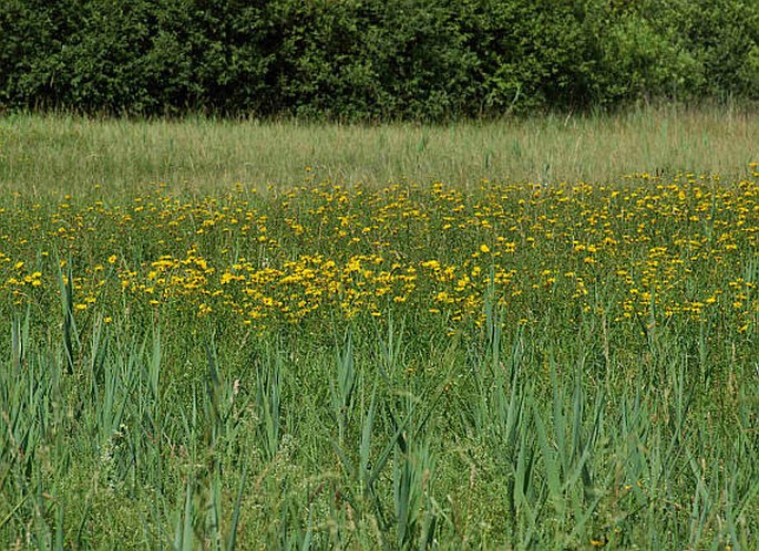 Inula salicina subsp. salicina