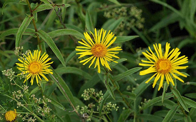 Inula salicina subsp. salicina