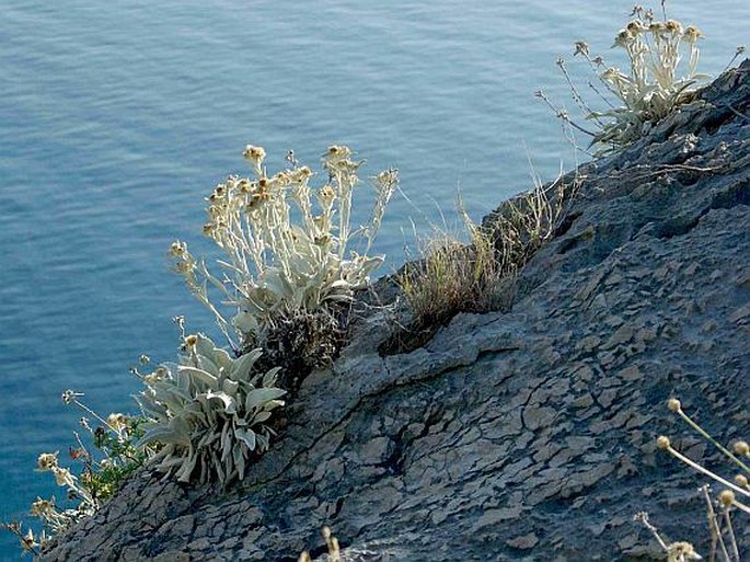 Inula verbascifolia