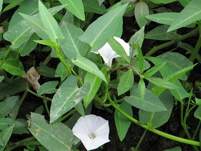 Ipomoea aquatica