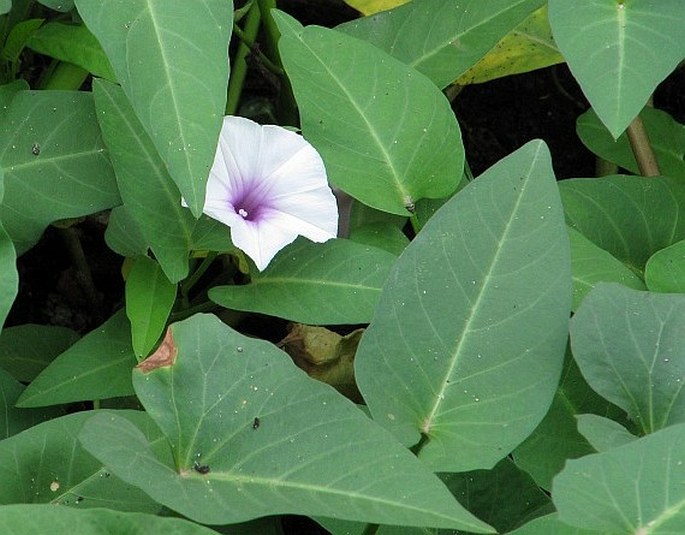 Ipomoea aquatica