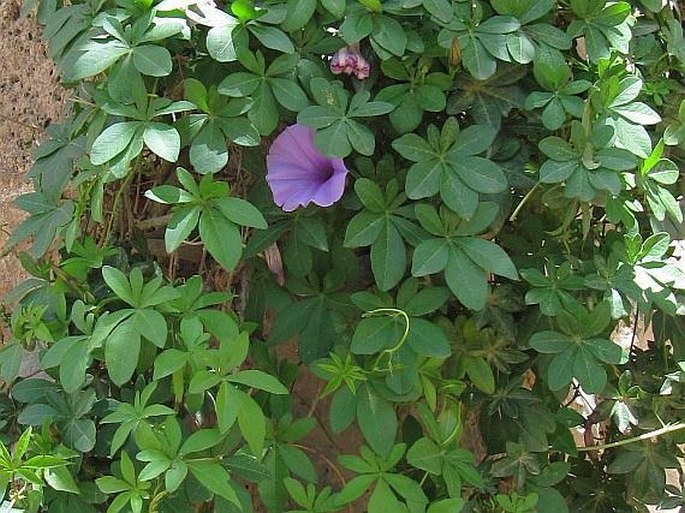 Ipomoea cairica