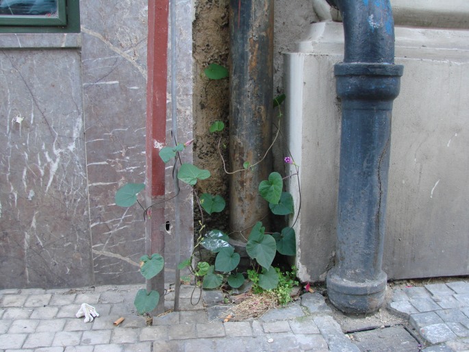 Ipomoea purpurea