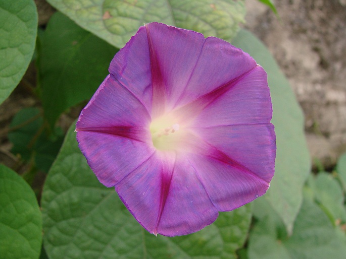 Ipomoea purpurea