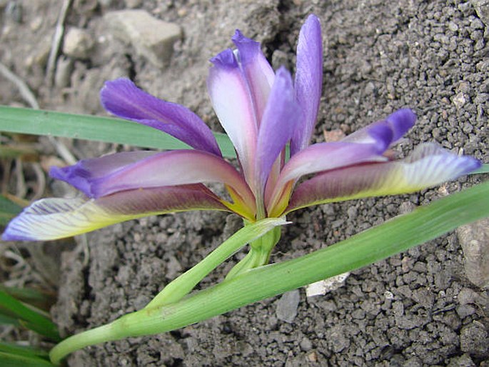 Iris graminea