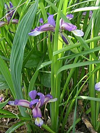 Iris graminea