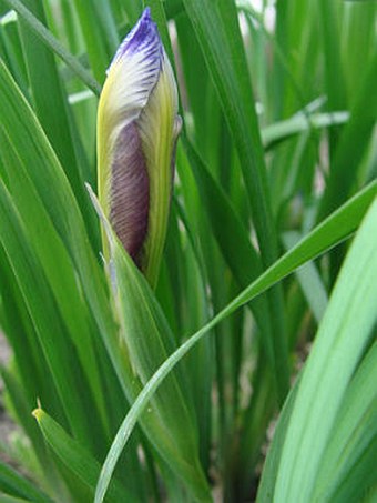 Iris graminea