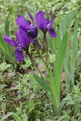 Iris aphylla subsp. hungarica