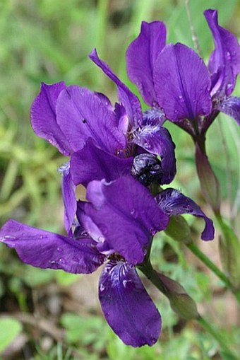 Iris aphylla subsp. hungarica