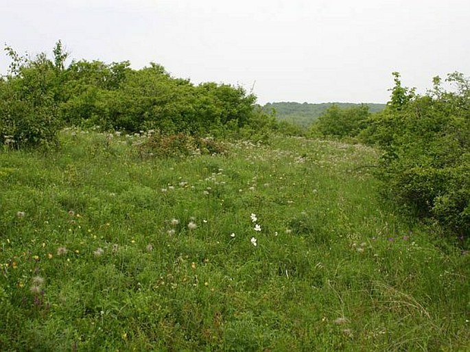 Iris aphylla subsp. hungarica