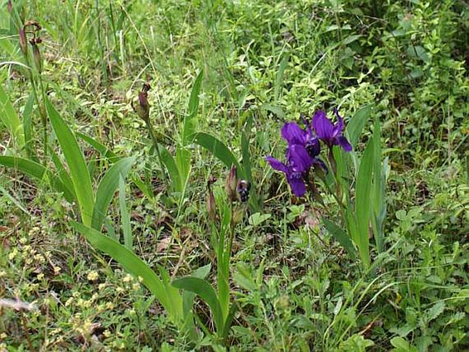 Iris aphylla subsp. hungarica