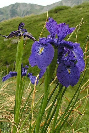 Iris latifolia