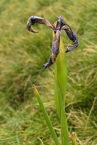 Iris latifolia