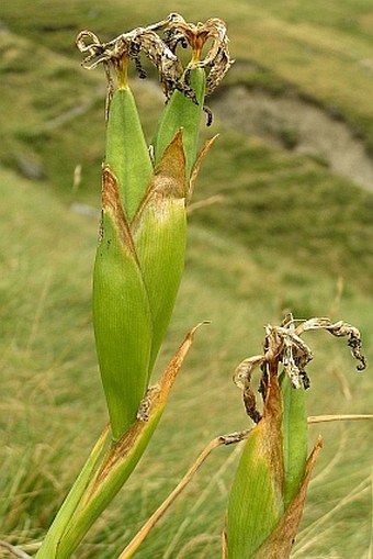 Iris latifolia