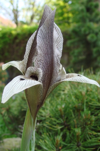 Iris lineolata