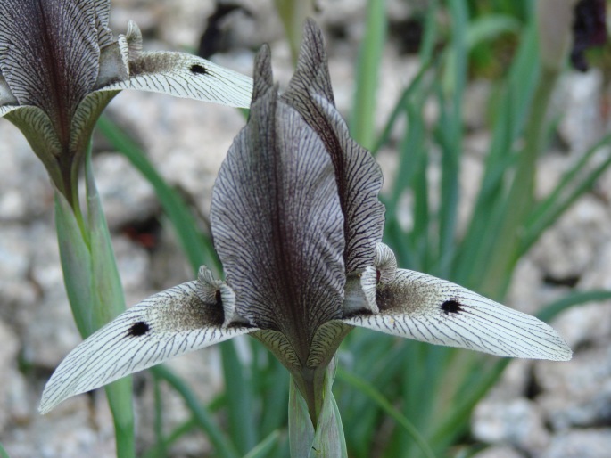 Iris lineolata