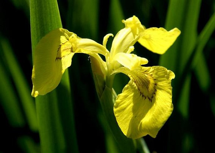 Iris pseudacorus