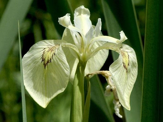 Iris pseudacorus