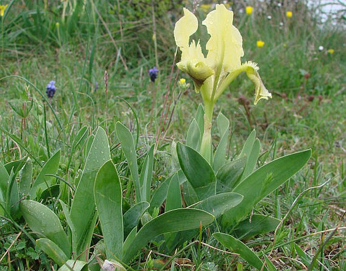 Iris pseudopumila