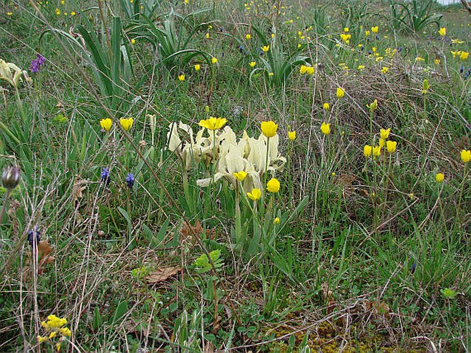 Iris pseudopumila