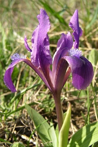 Iris pumila