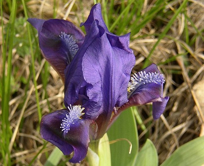 Iris pumila