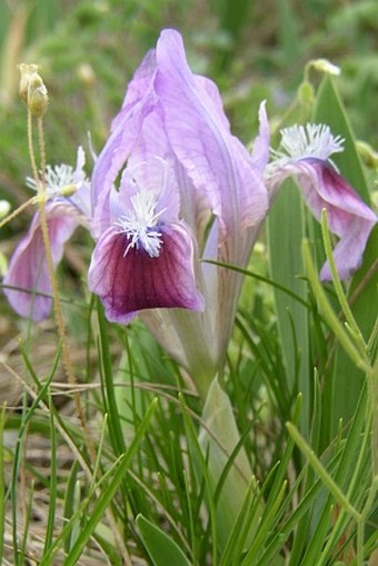 Iris pumila