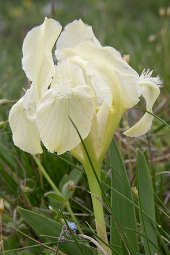 Iris pumila