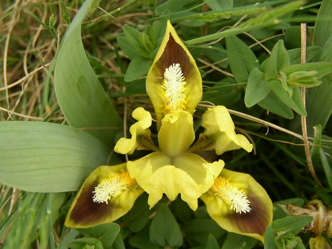 Iris pumila