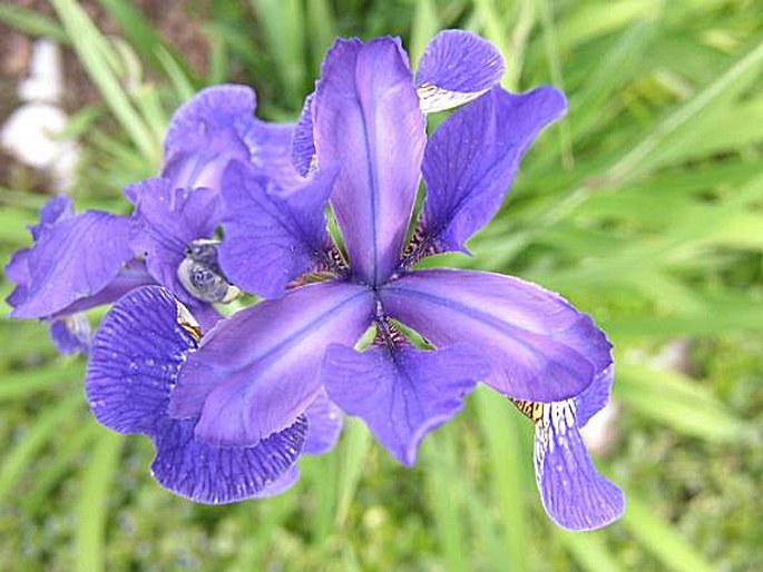 IRIS SIBIRICA L. – kosatec sibiřský / kosatec sibírsky