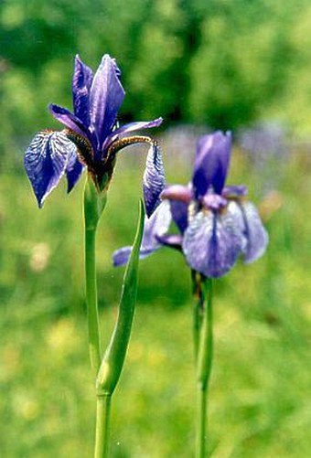 Iris sibirica