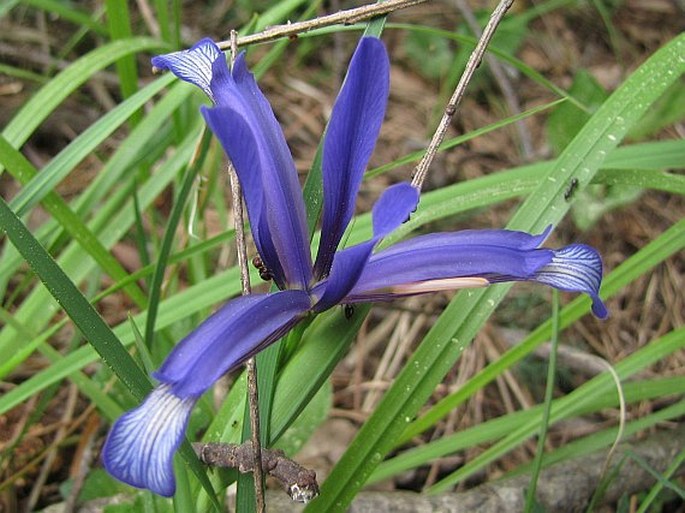 Iris sintenisii