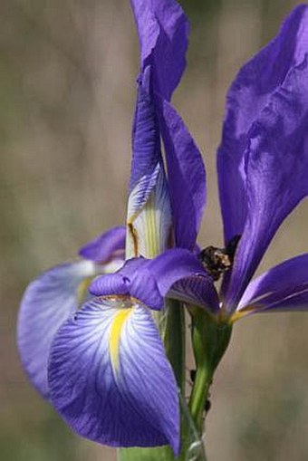 Iris spuria