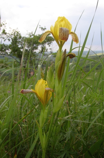 Iris variegata