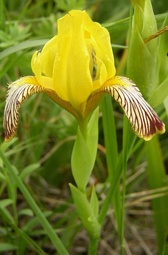 Iris variegata