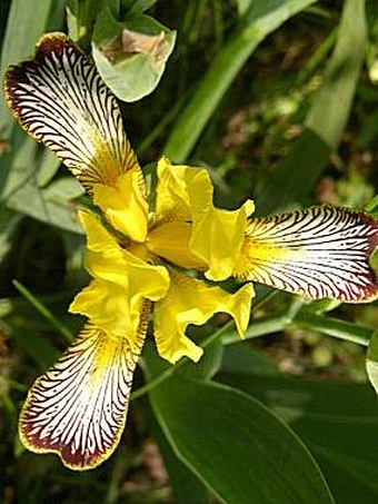 Iris variegata