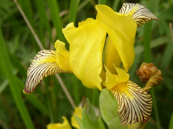 Iris variegata