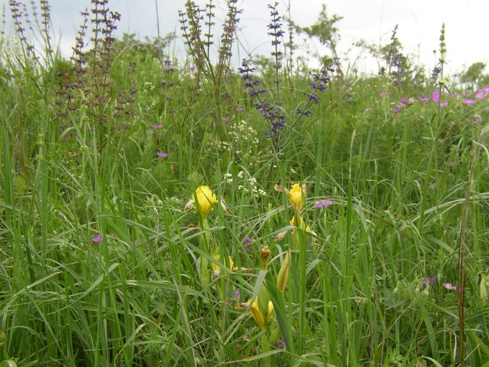 Iris variegata