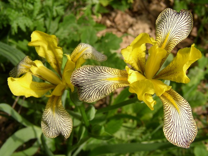 Iris variegata